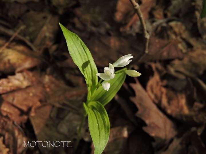 ヤビツギンラン Cephalanthera erecta var. oblanceolata