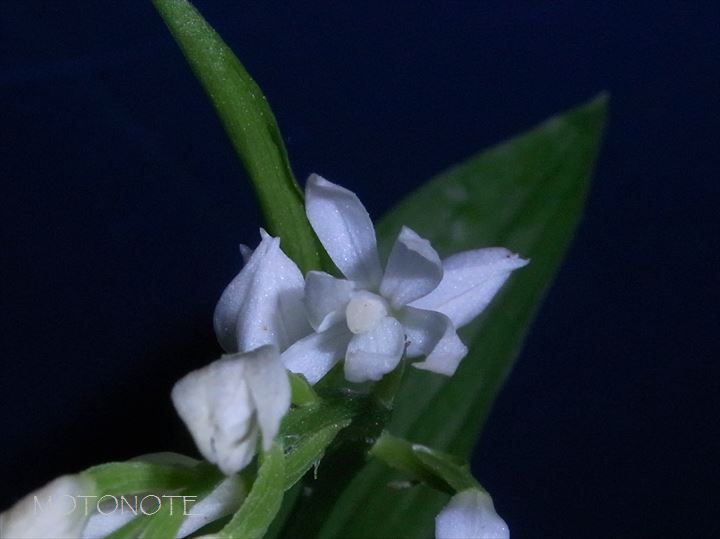 ヤビツギンラン Cephalanthera erecta f. pelorica