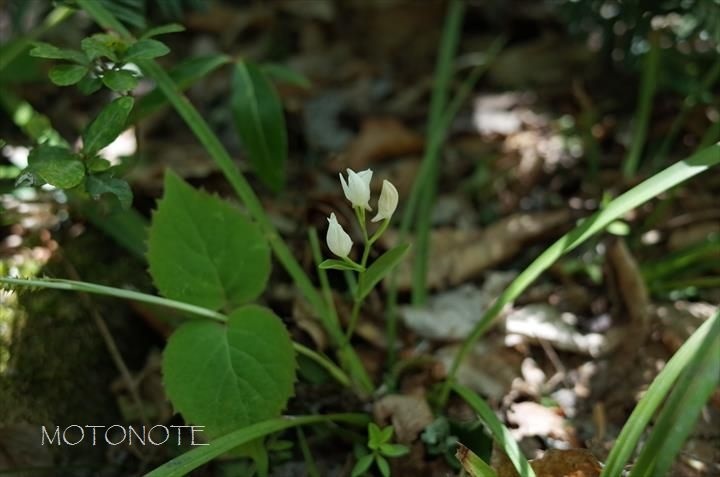 ユウシュンラン Cephalanthera erecta var. subaphylla